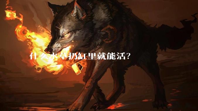 什么水草扔缸里就能活？